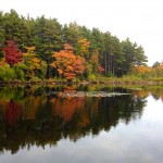 Harold Parker State park